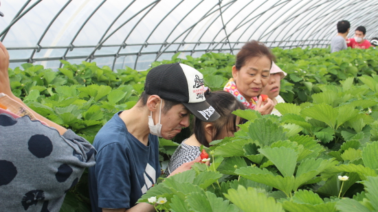 画像：～苺狩り～