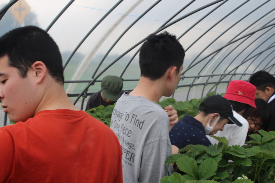 画像：～苺狩り～