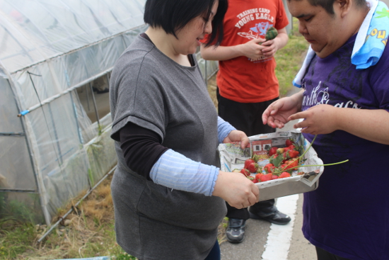 画像：～苺狩り～