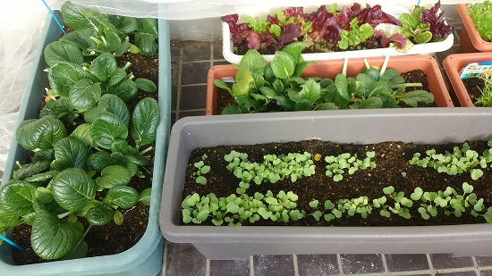 画像：～野菜作り～