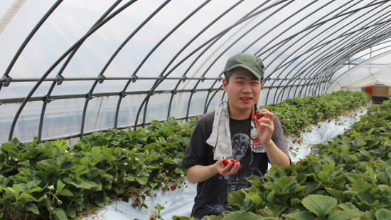 画像：～苺狩り～