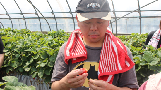 画像：～苺狩り～