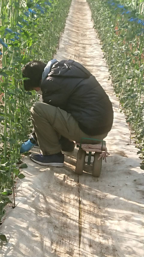 画像：～若芽摘み～