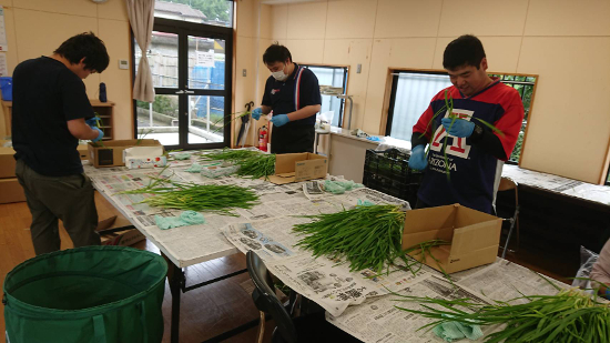 画像：～ニラの加工作業～