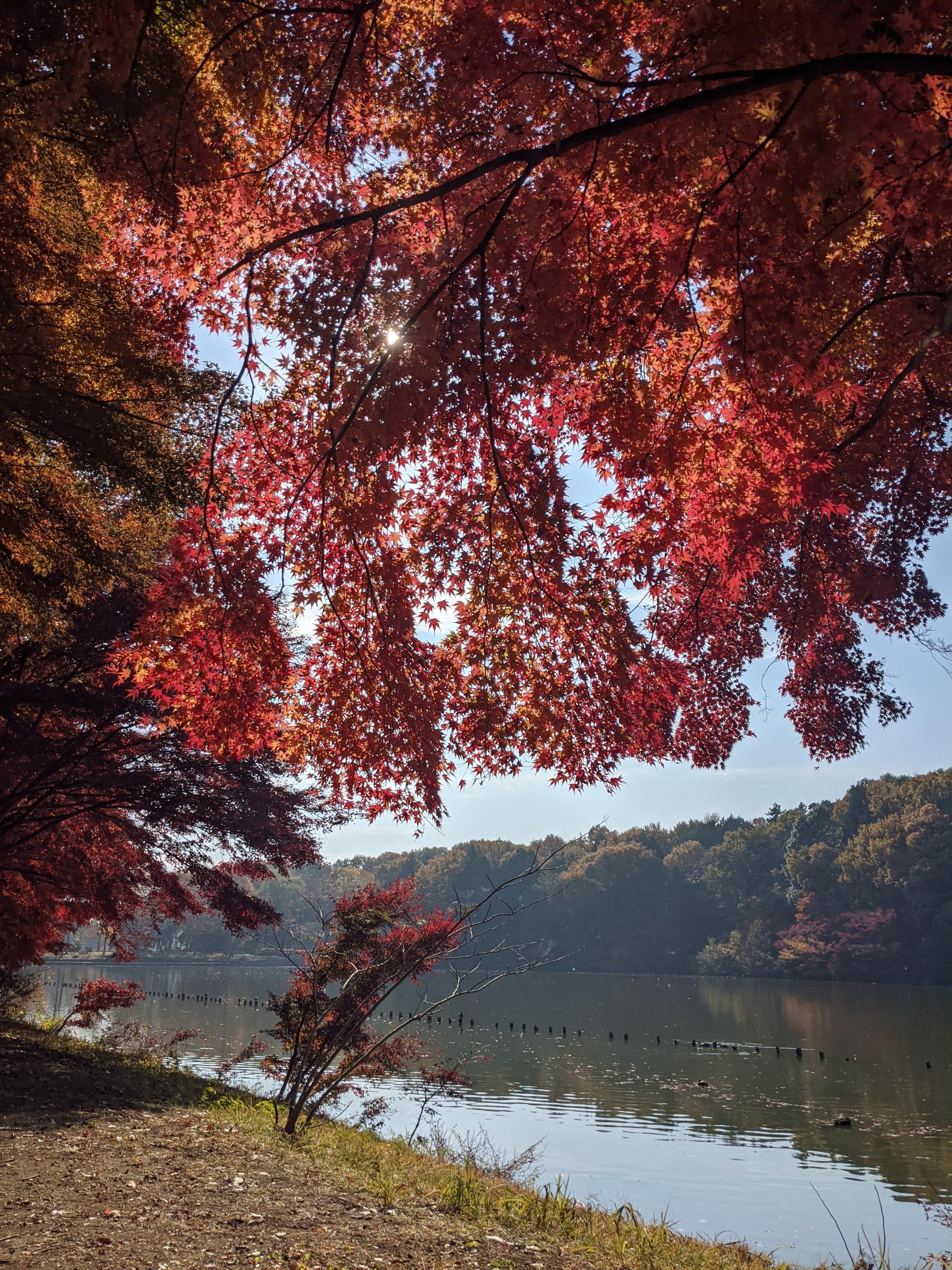 画像：～紅葉～