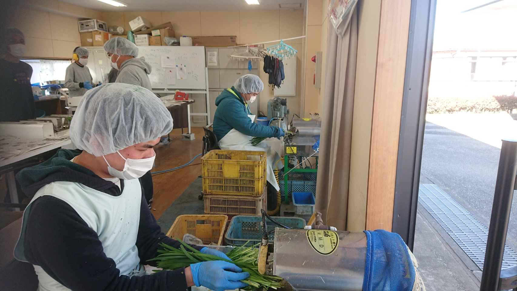 画像：～ニラ作業～